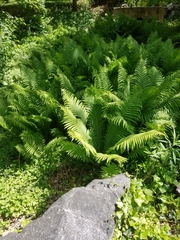 Matteuccia struthiopteris