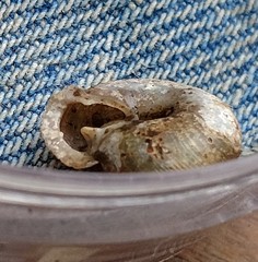 Triodopsis tridentata