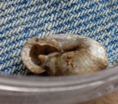 Triodopsis tridentata