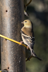 American Goldfinch photo 6