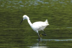 Egretta thula image
