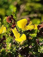 Aspalathus opaca rostriloba