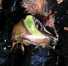 Smilia fasciata