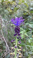 Muscari comosum