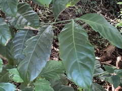 Oxyanthus pyriformis