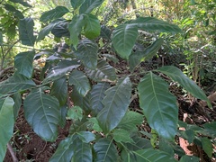 Oxyanthus pyriformis