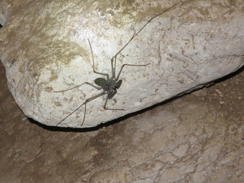 Phrynus exsul photo 5
