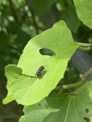 Brachygastra augusti image