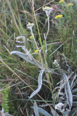 Helichrysum pannosum