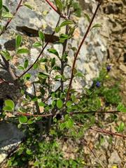 Cotoneaster integerrimus