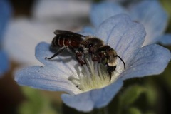 Proteriades
