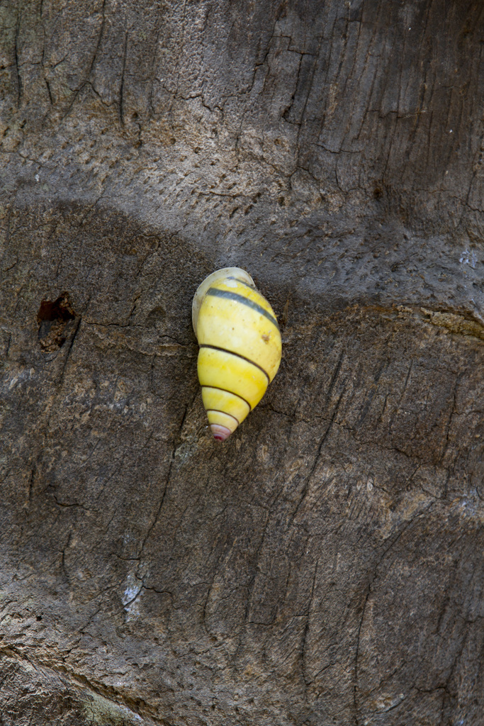 Amphidromus poecilochroa (Amphidromus poecilochroa) — recorded at Golden Passage