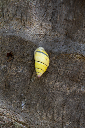 Amphidromus poecilochroa