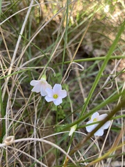 Oxalis dentata