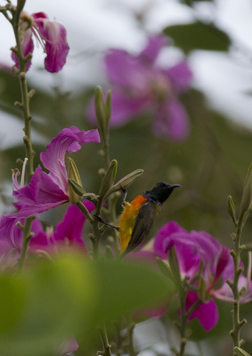 Cinnyris solaris