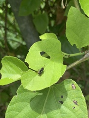 Brachygastra augusti