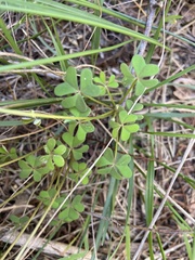 Oxalis dentata