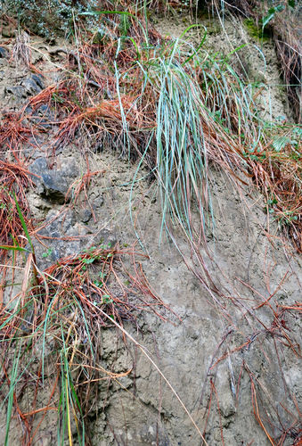 Anthosachne solandri (Steud.) Barkworth & S.W.L.Jacobs