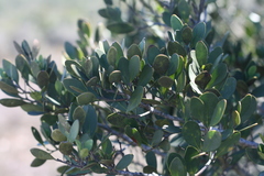 Pterocelastrus tricuspidatus