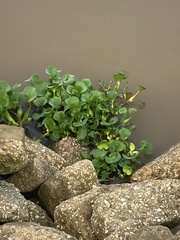 Pontederia crassipes