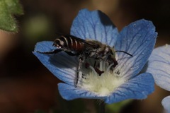 Proteriades