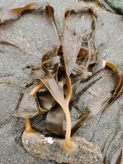 Laminaria yezoensis