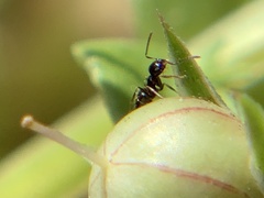 Brachymyrmex patagonicus