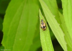 Lebia fuscata