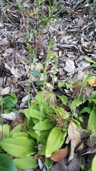 Habenaria arenaria