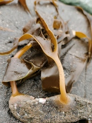Laminaria yezoensis