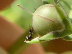 Brachymyrmex patagonicus
