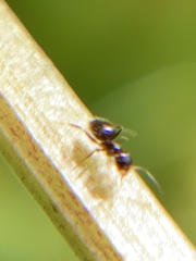 Brachymyrmex patagonicus