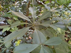 Cussonia sphaerocephala