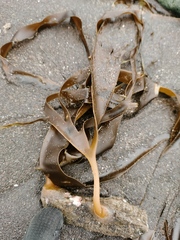 Laminaria yezoensis