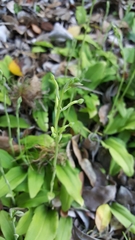Habenaria arenaria