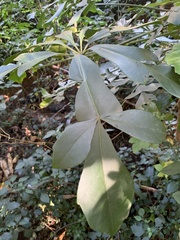 Cussonia sphaerocephala