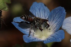 Proteriades