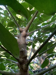 Cussonia sphaerocephala