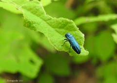 Agrilus cyanescens
