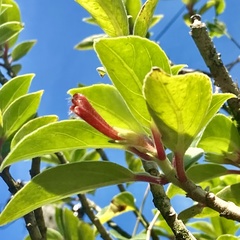 Nematanthus fissus