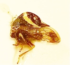Smilia fasciata