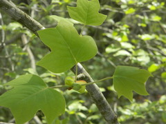 Liriodendron