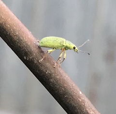 Polydrusus formosus