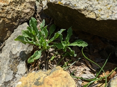 Silene crispata
