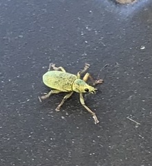Polydrusus formosus