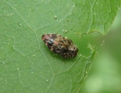 Brachys ovatus