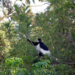 Colobus guereza matschiei