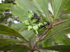 Pittosporum glabrum