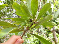 Pittosporum glabrum