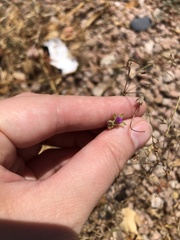 Erodium cicutarium
